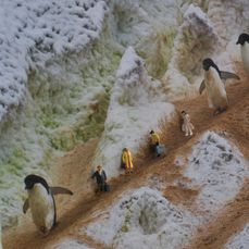 Bei den Pinguinen